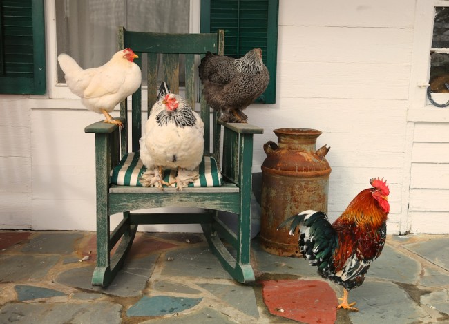 chickens on the rocker