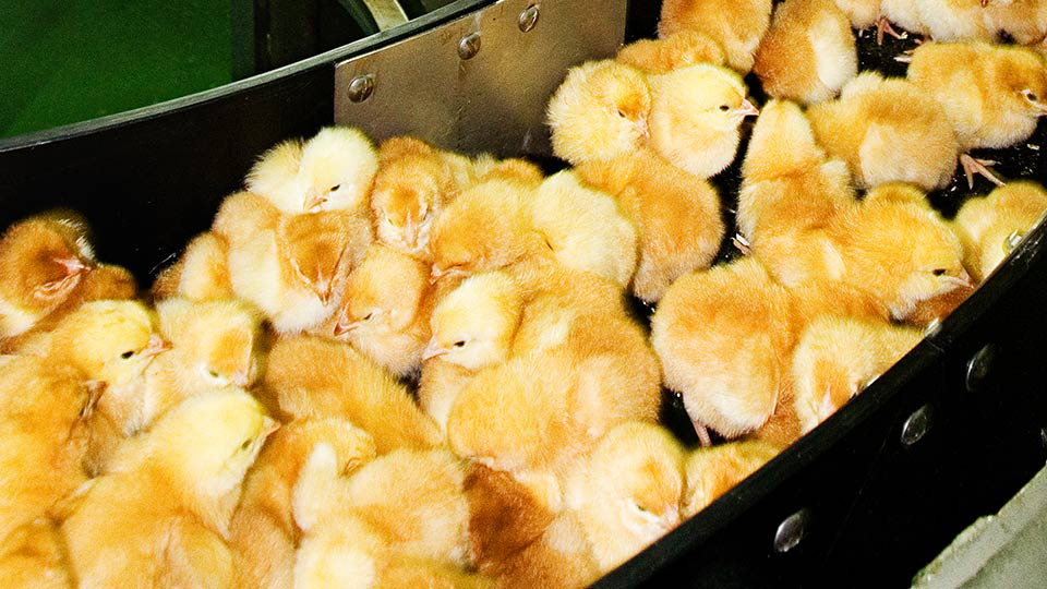 chicks on a conveyer