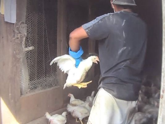 Worker carrying chicken 