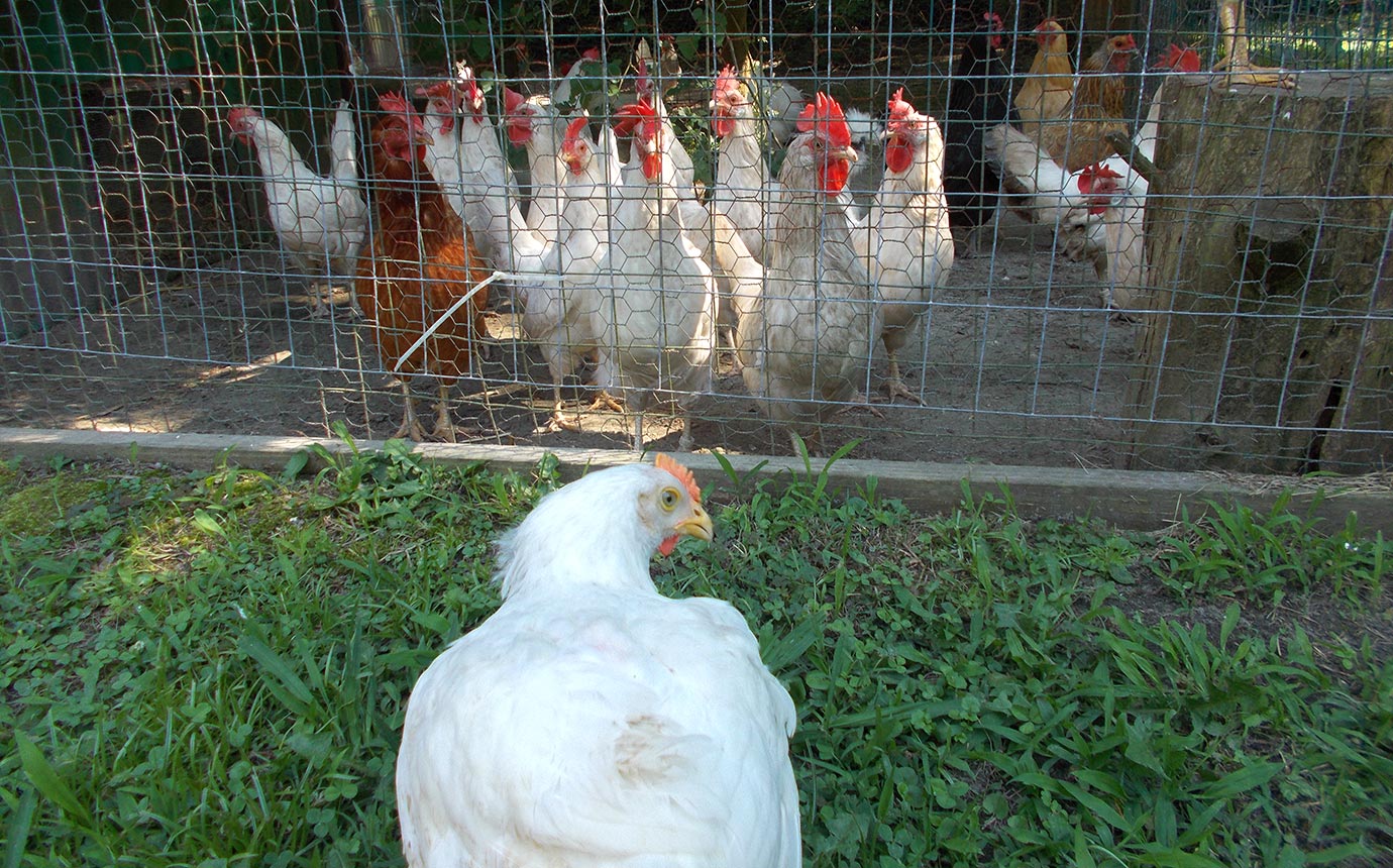 Reva standing in front of a group of hens