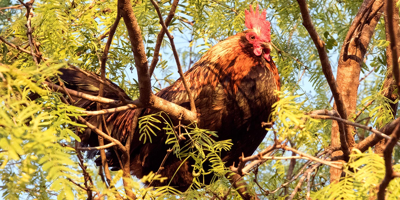 rooster perched in a tree