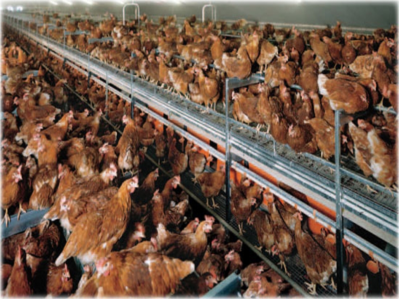 Hens crowded in a big dutchman facility