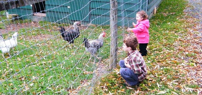 Children visiting chickens