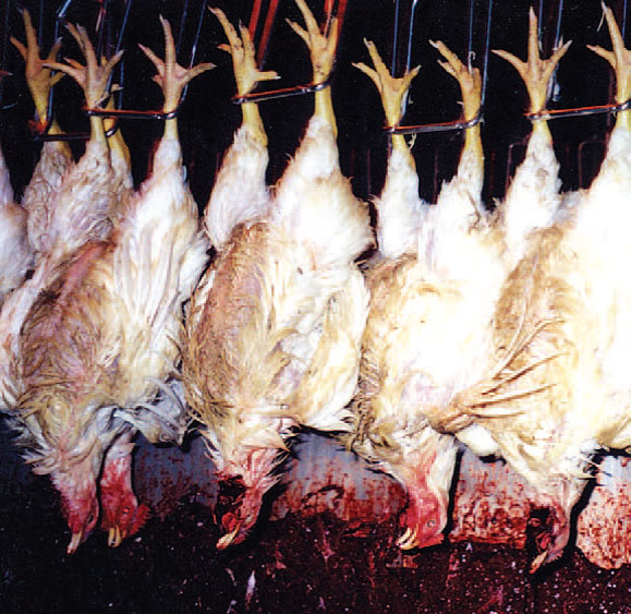 hens hanging from shackles with their necks cut open