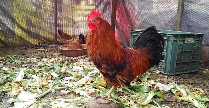 Aegi the rooster today