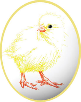 chick in egg