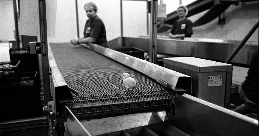 Lone chick on a conveyor belt heading into a grinding machine while two workers watch