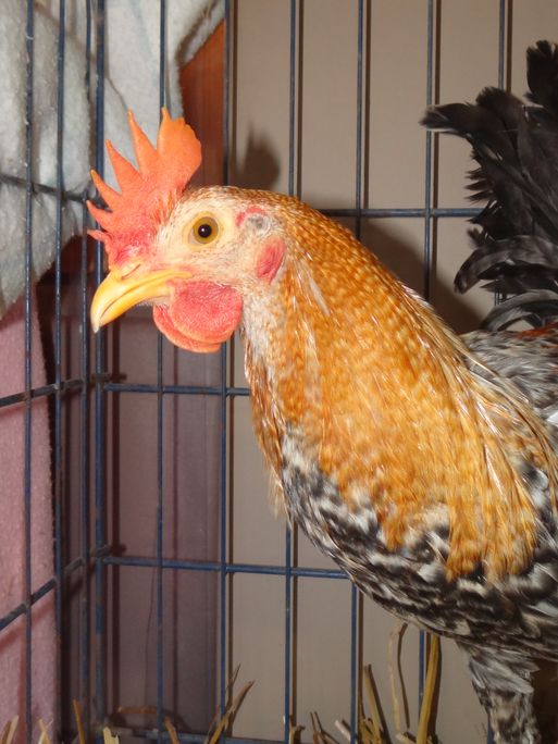 Cockfighting rooster in need of home