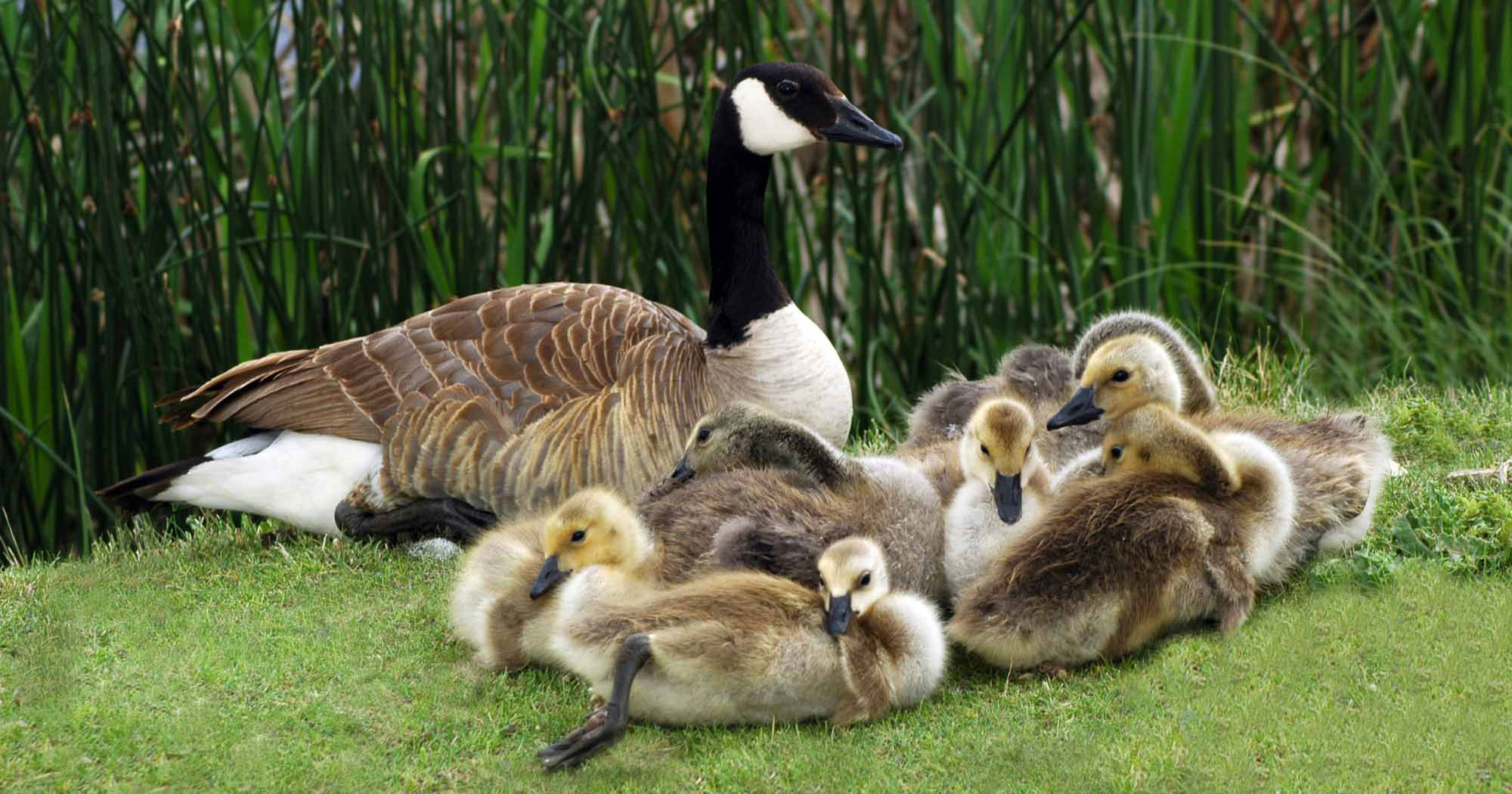 canada goose with goslings
