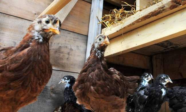 Strawbery Banke Museum has 12 hens for its reproduction 1940s chicken coop for its historic poultry exhibit.