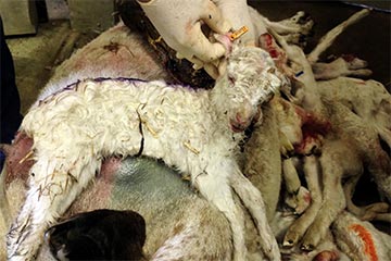 Lamb killed in 'easy-care' experiment