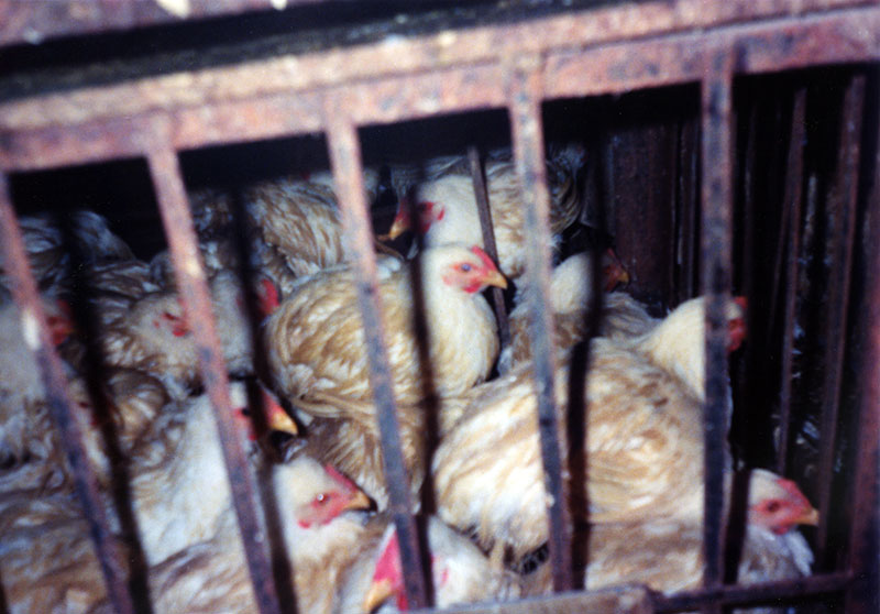 China  Live Poultry Market