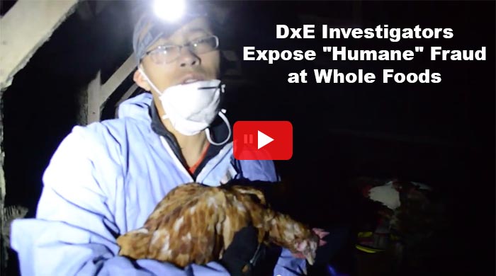 DxE Whole Foods investigation