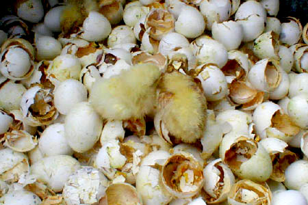 Baby Chicks on Shells