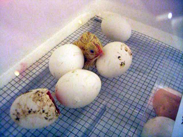 Hatched chick standing in an incubator next to eggs.