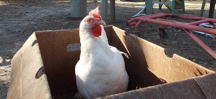Hen at United Poultry Concerns