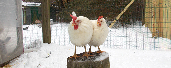 Hens at United Poultry Concerns