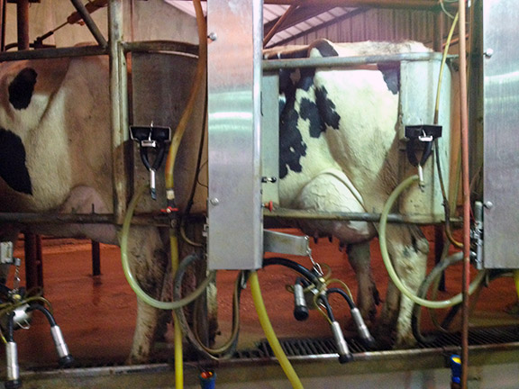 Cow on milking machine