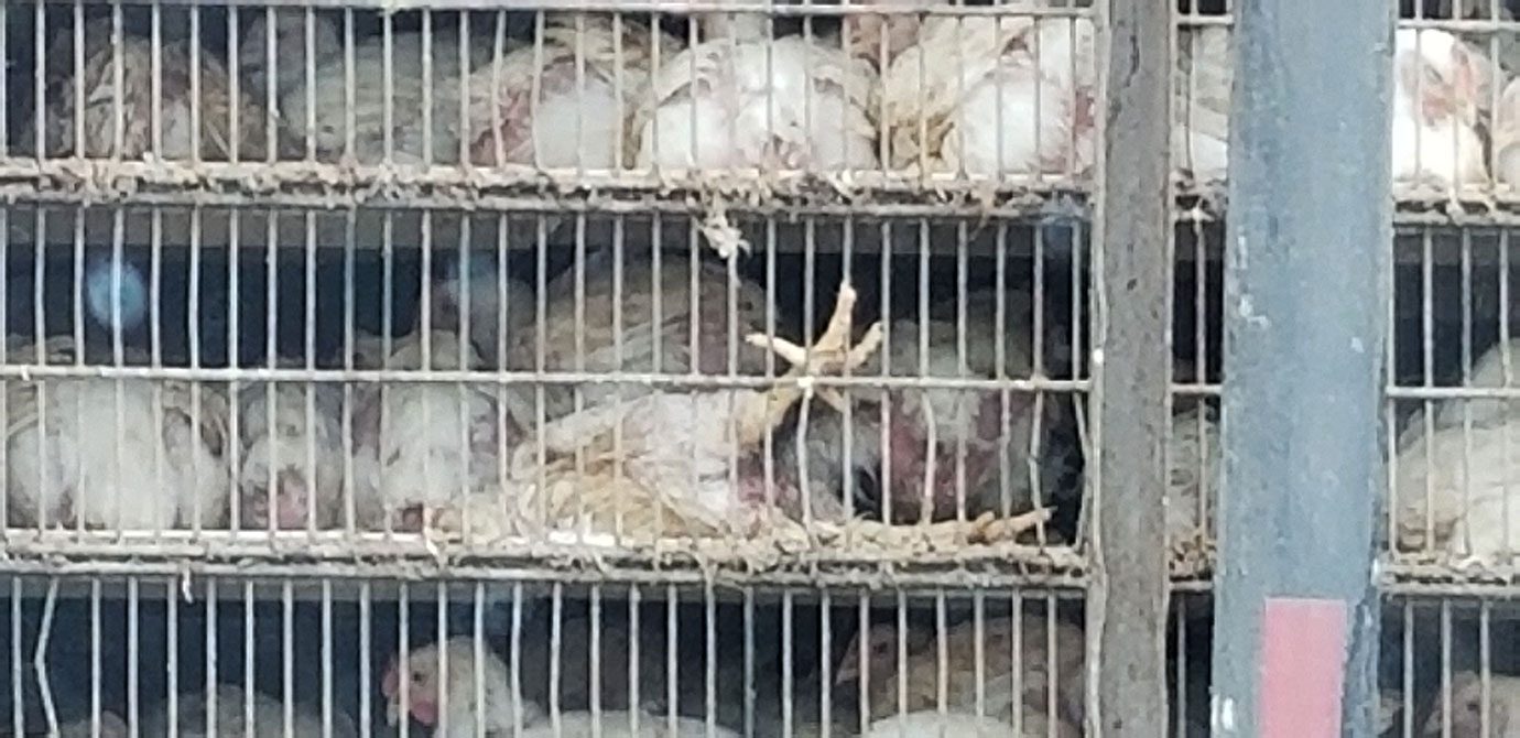 Chickens on truck in transport cages with some lying on their backs or caught in the cage doors.