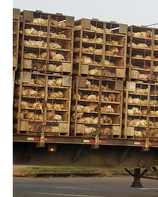 Chickens in a transport truck