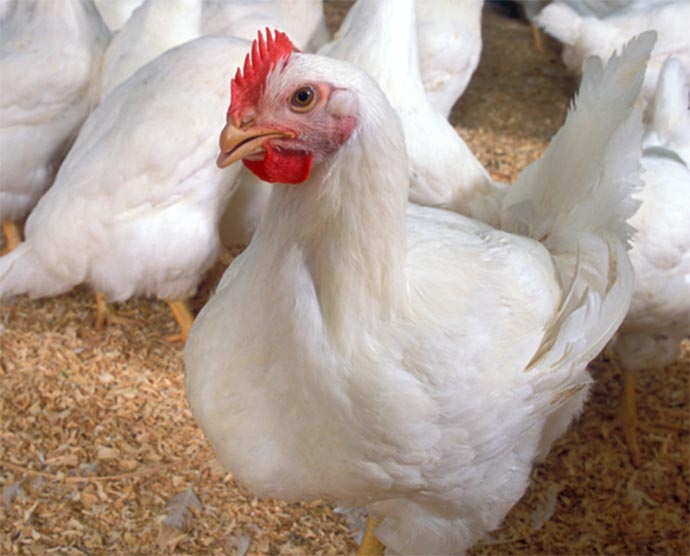 Today’s robust broilers grow large due to selective breeding, not hormones.