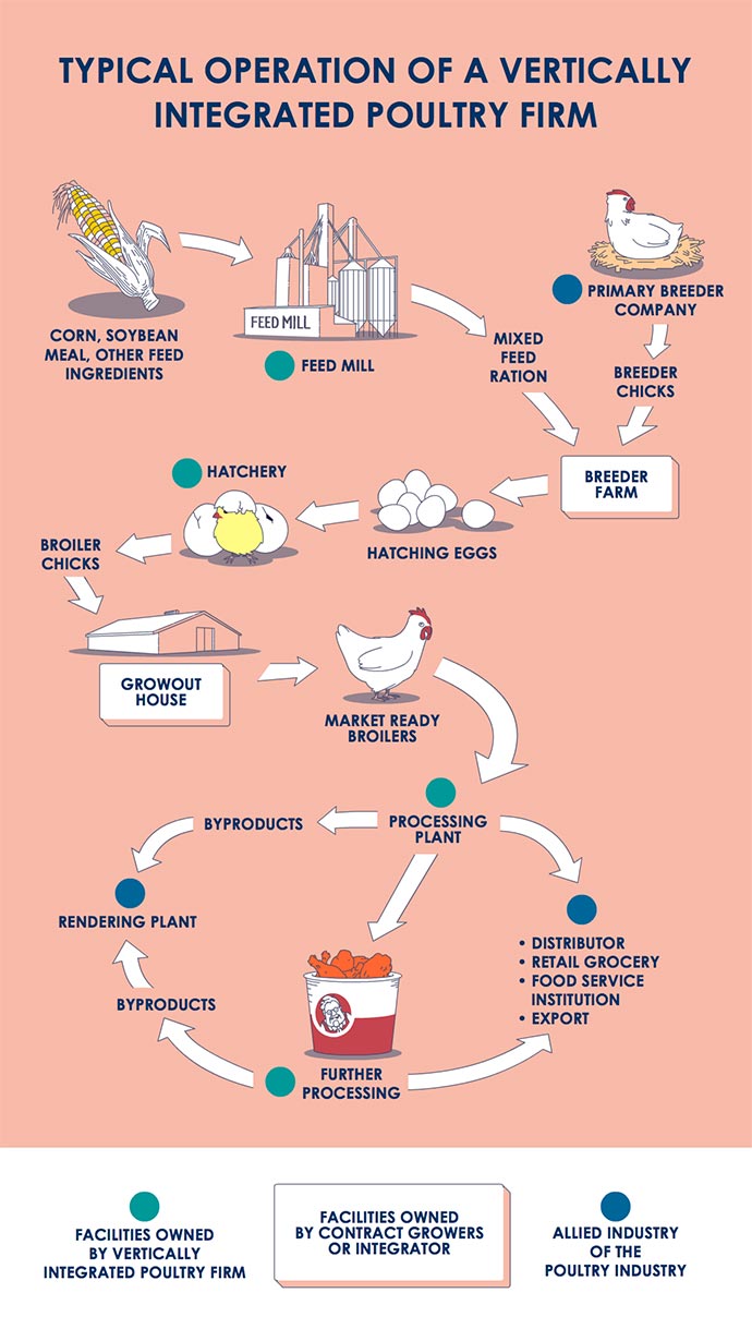 Flow chart depicting a typical vertically integrated broiler company.