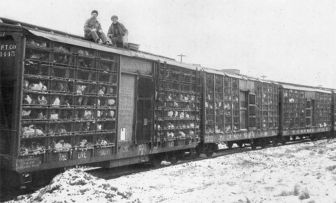 As the industry expanded, broiler chickens were distributed, live, by poultry train.