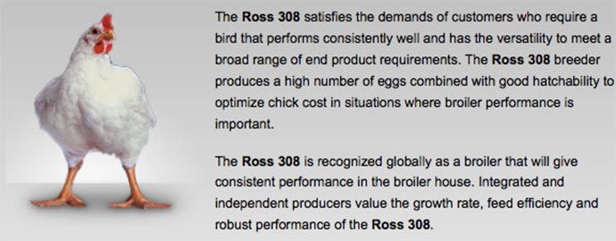 The Ross 308 broiler is now the most common breed in the US.