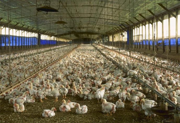 180,000 broilers were left to starve to death in a coop similar to this one.