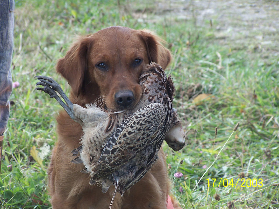 Golden retriever holding a pheasant in it's mouth.