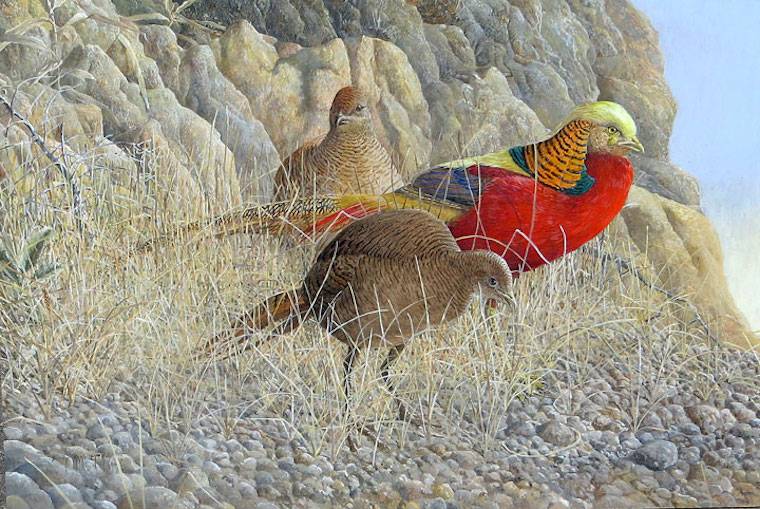 Golden Pheasant (Chrysolophus pictus) by Barry Kent MacKay