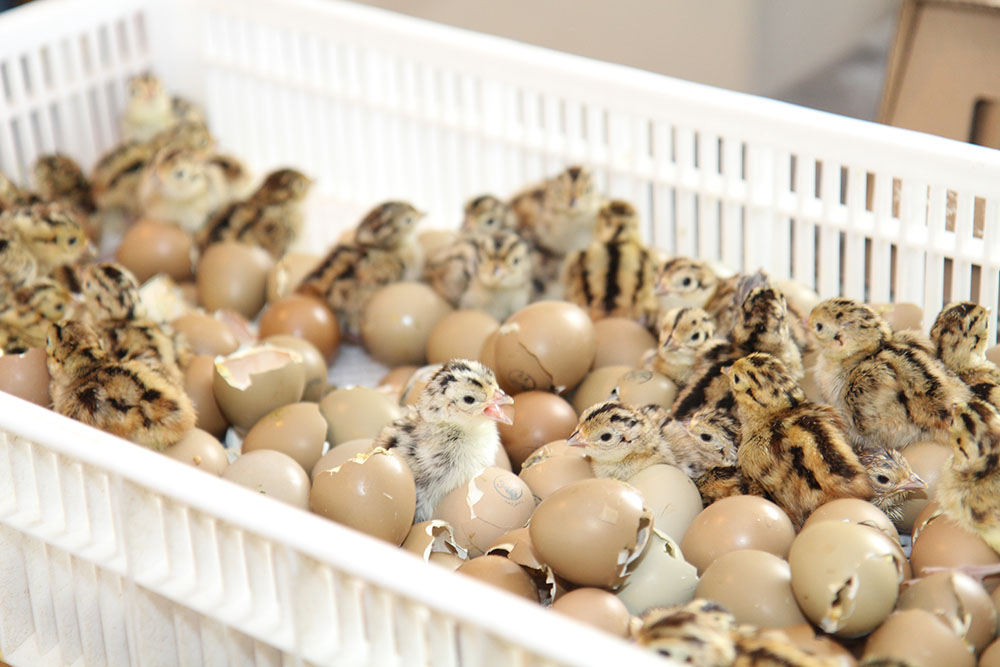 Pheasant chicks hatching in a plastic basket.