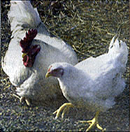 [Picture of a rooster and a chicken]