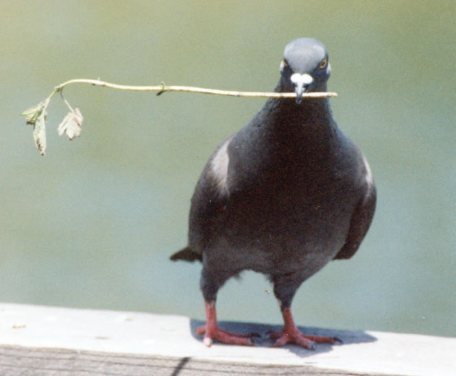 Pigeon of Peace