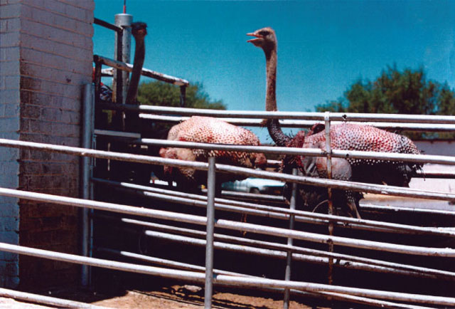 plucked ostrich