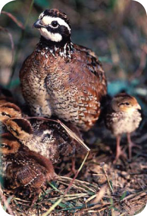 quail family