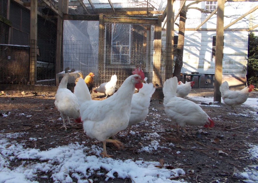 Frosty Sanctuary Chickens
