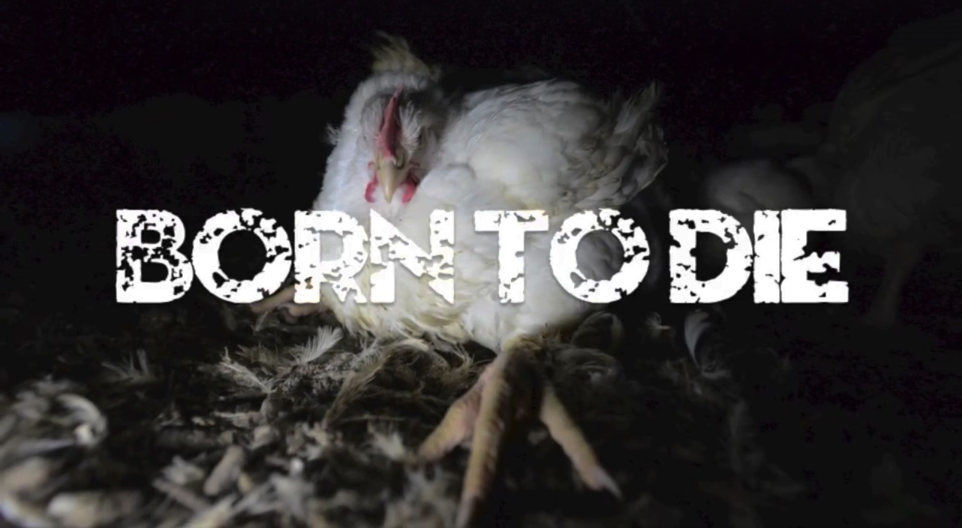 Born To Die poster: chicken sitting in the dark waiting.