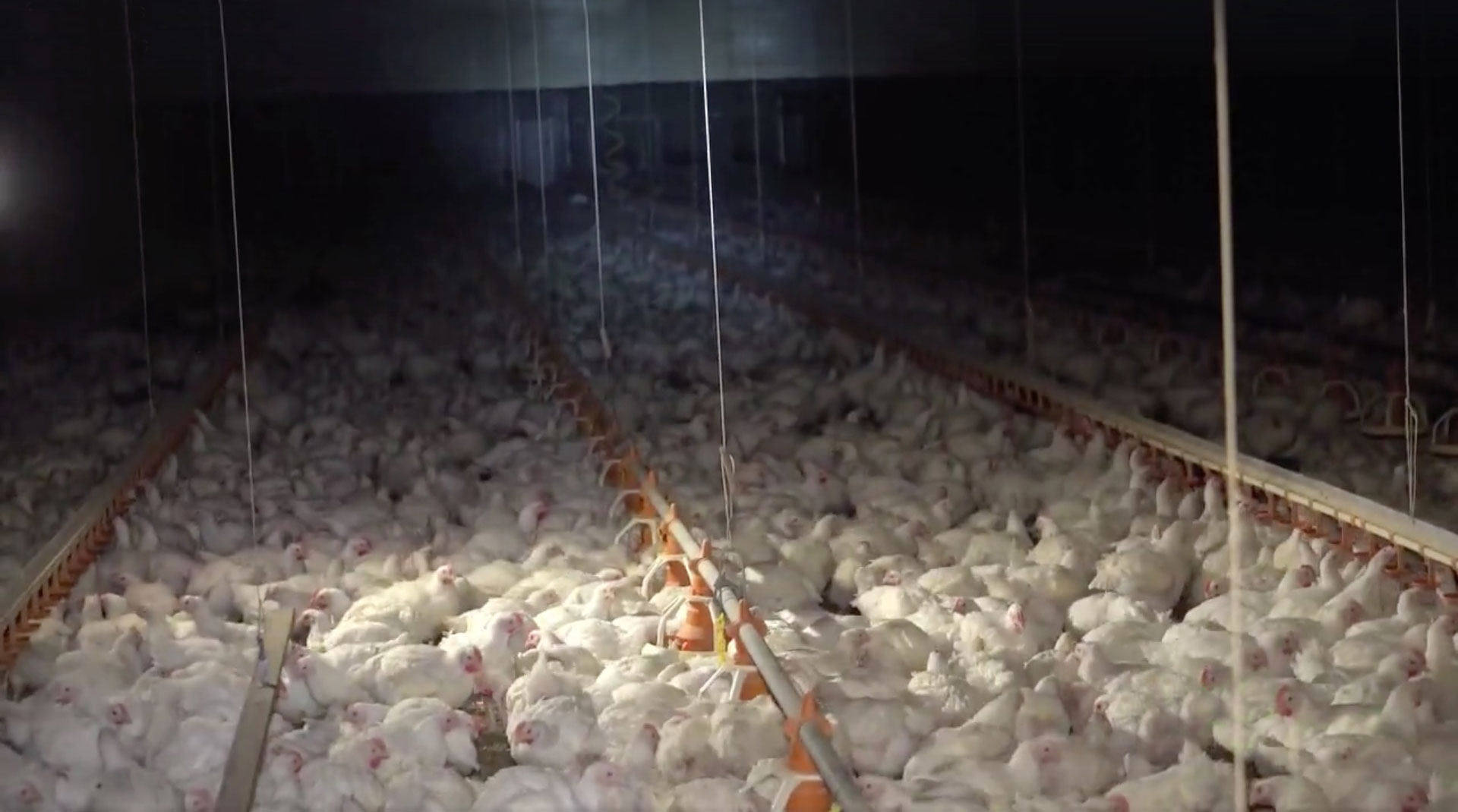 Thousands of hens in a dark shed.