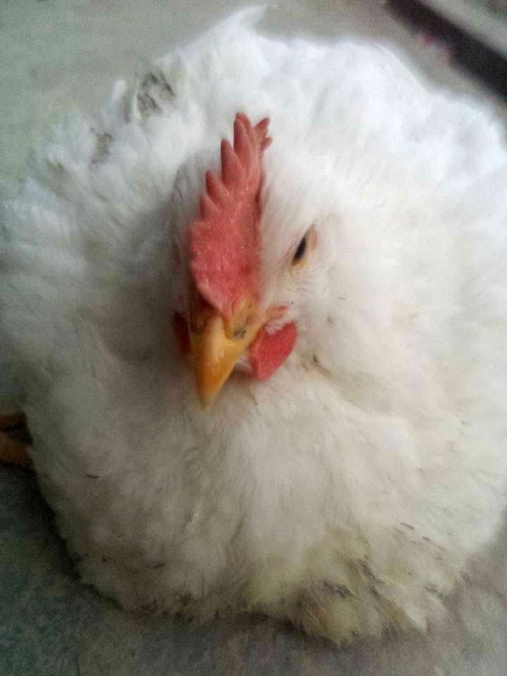 A white chicken resting peacefully