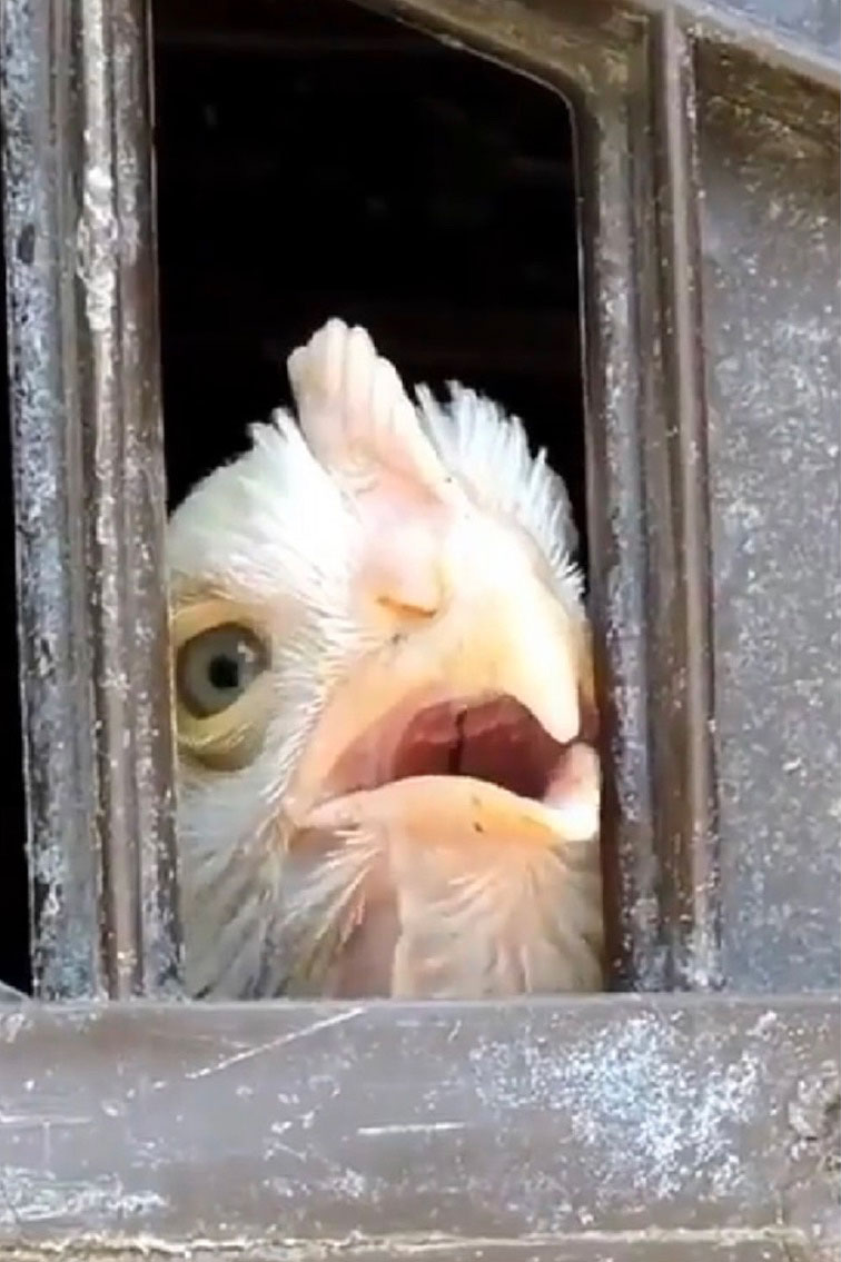Imprisoned chicken