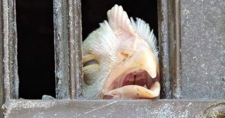 Imprisoned chicken with eyes closed