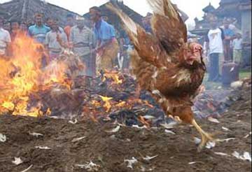 Burning Chickens