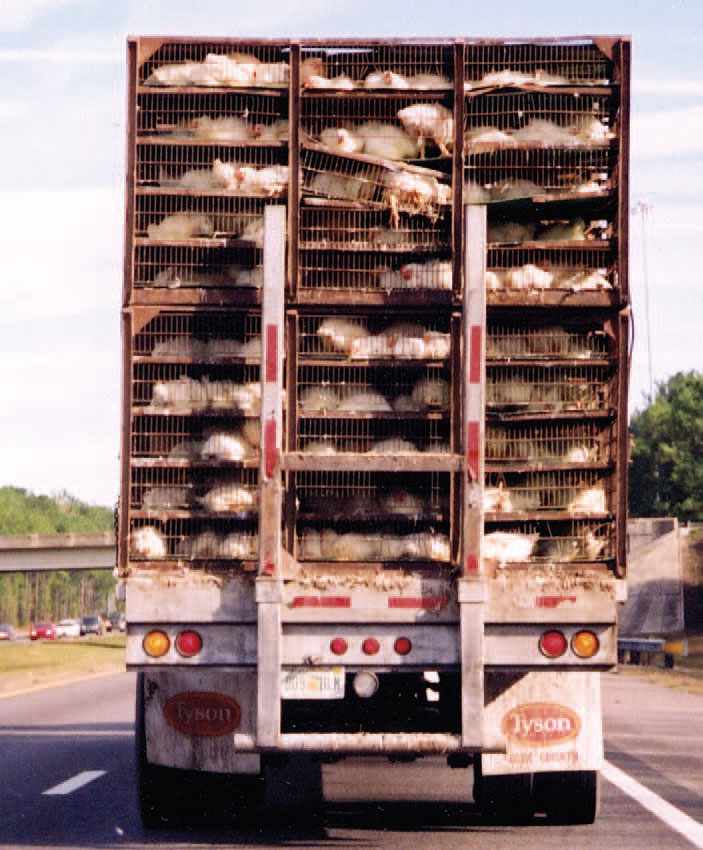Truck on highway loaded with hens in cages