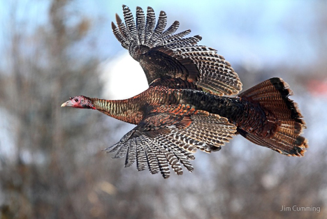 Turkey in flight