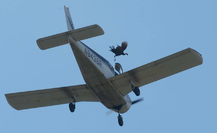 A live turkey is released saturday from a plane flying over crooked creek during the turkey trot festival in yellville