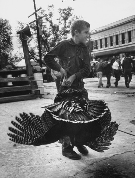 Small boy carrying a larger turkey