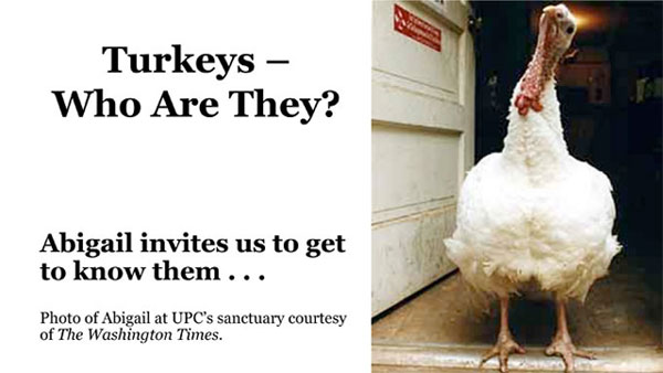 turkeys - whote are they