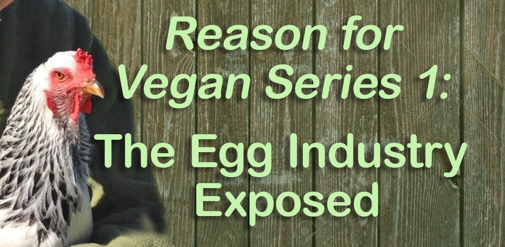 The Egg Industry Exposed
