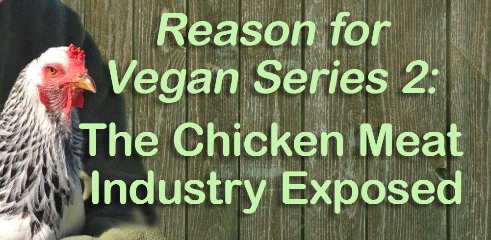 The Chicken Meat Industry Exposed